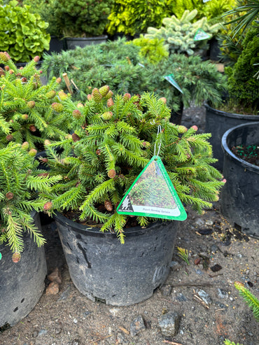 Picea abies ‘Pusch’