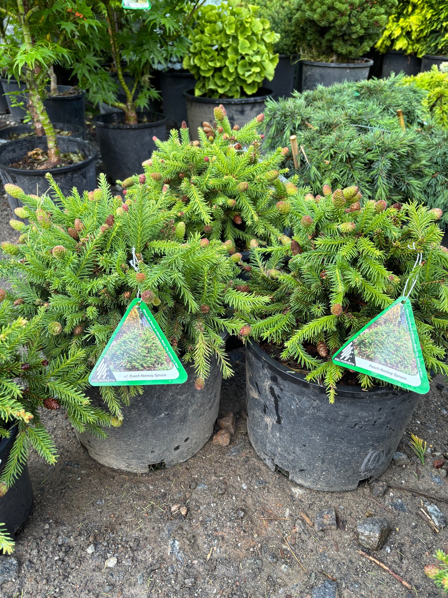Picea abies ‘Pusch’