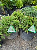 Picea abies ‘Pusch’
