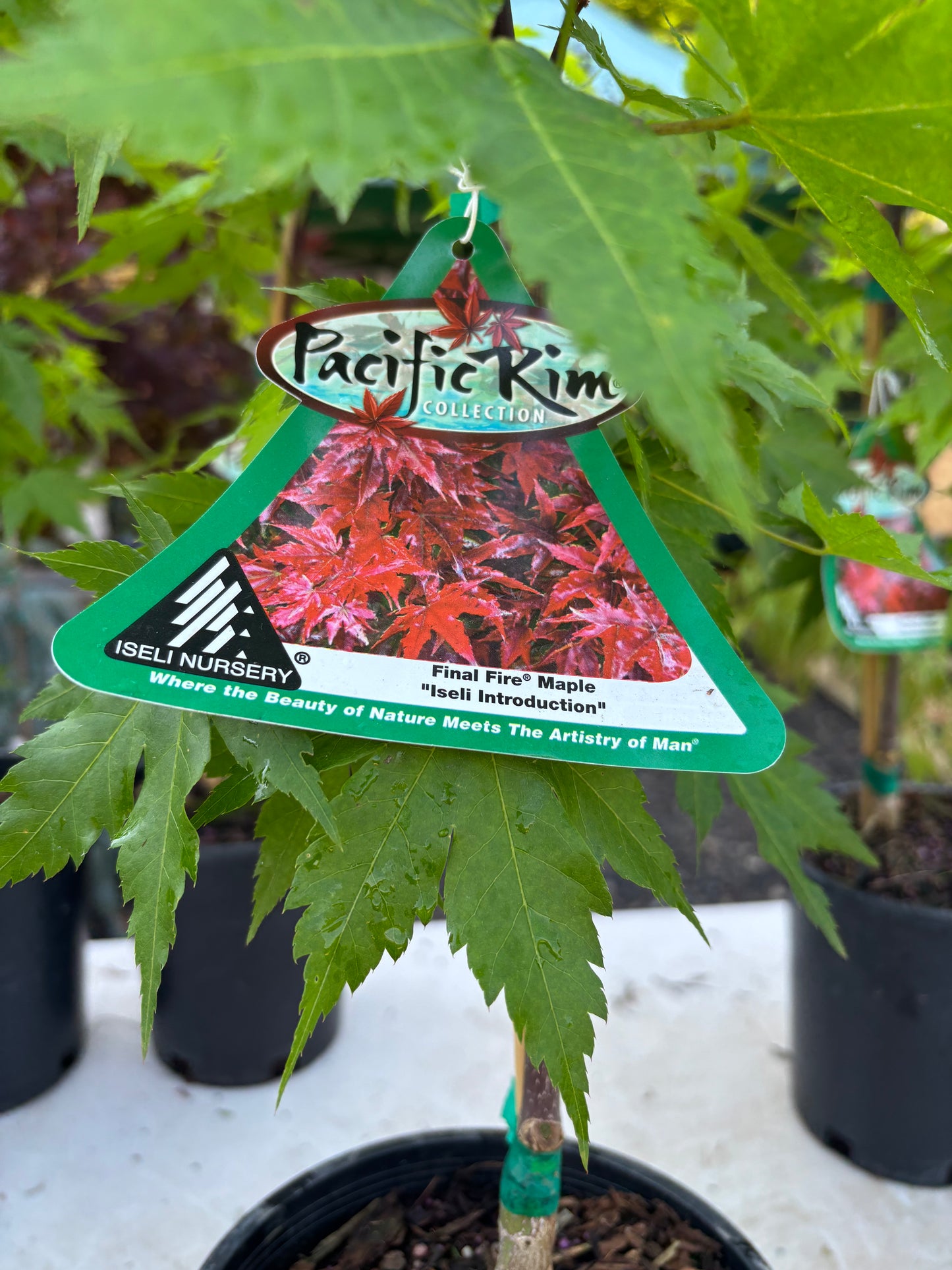 Final Fire® Maple – Pacific Rim® Collection