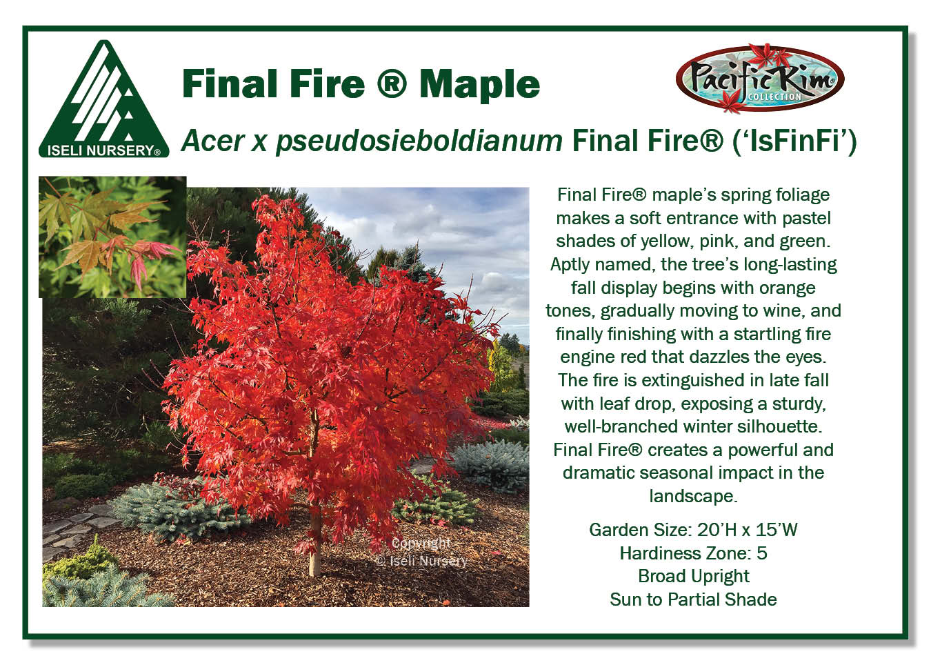 Final Fire® Maple – Pacific Rim® Collection