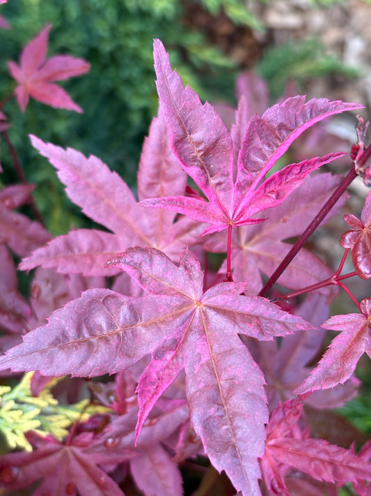 Acer palmatum ‘Shindeshojo’