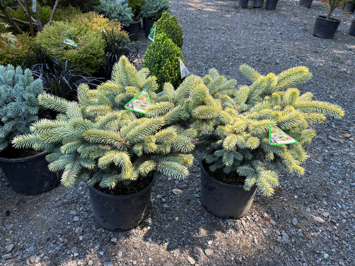Picea pungens ‘Niemetz’ Spring Gold Colorado Blue Spruce