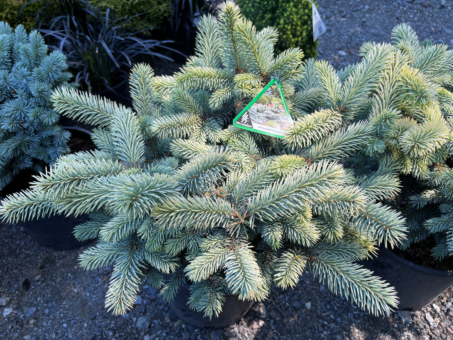 Picea pungens ‘Niemetz’ Spring Gold Colorado Blue Spruce