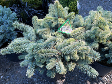 Picea pungens ‘Niemetz’ Spring Gold Colorado Blue Spruce