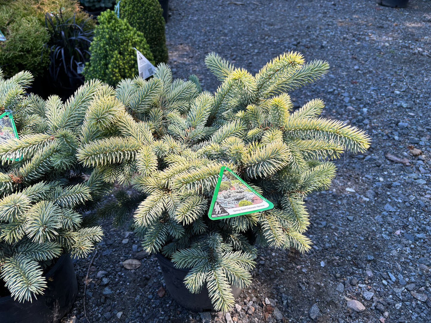 Picea pungens ‘Niemetz’ Spring Gold Colorado Blue Spruce
