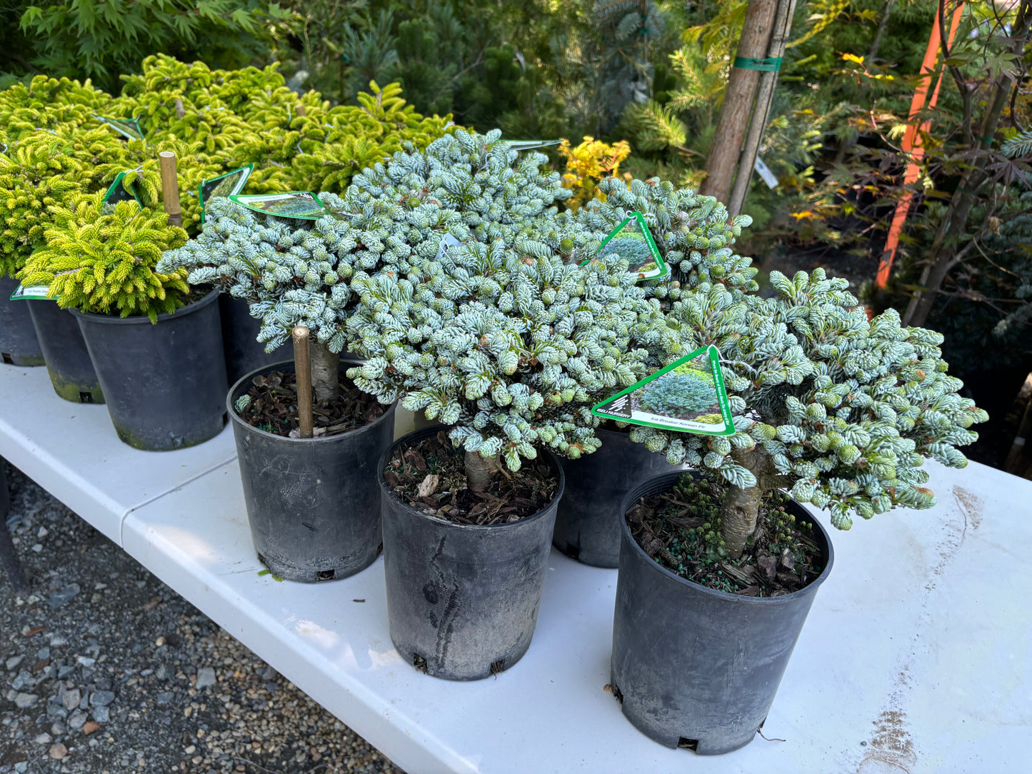 Abies koreana ‘Kohout’s Ice Breaker’