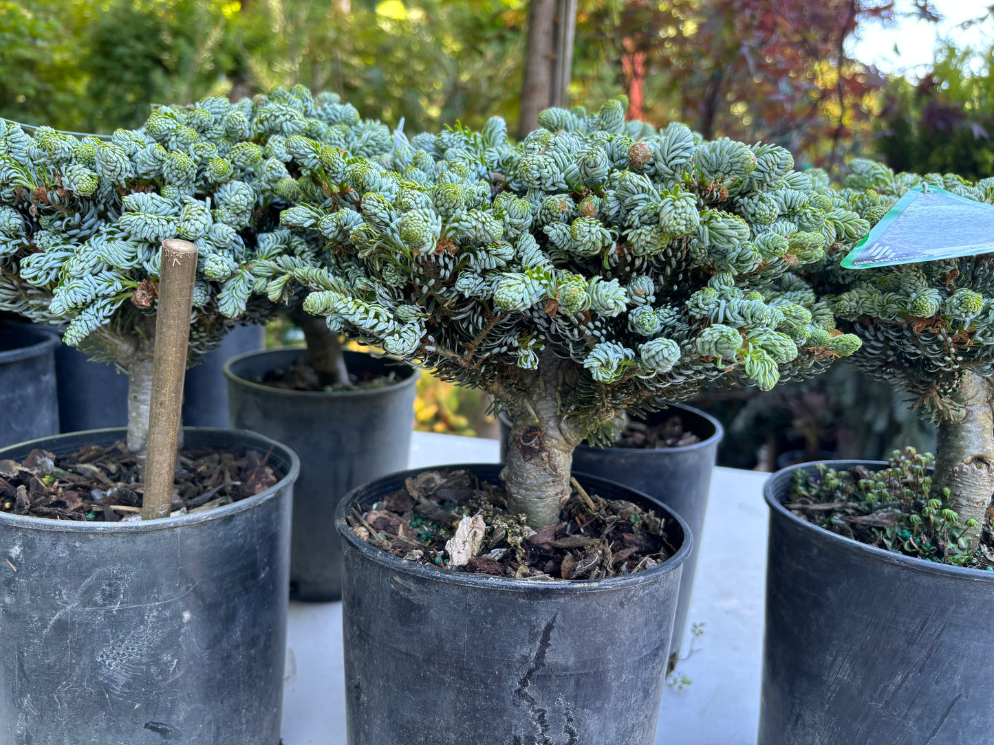 Abies koreana ‘Kohout’s Ice Breaker’
