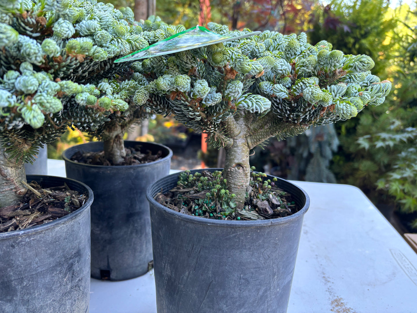 Abies koreana ‘Kohout’s Ice Breaker’