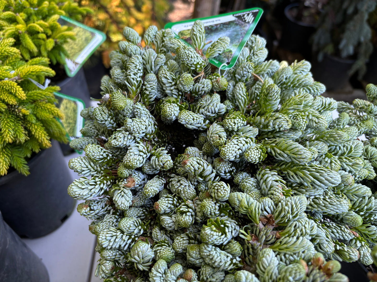 Abies koreana ‘Kohout’s Ice Breaker’