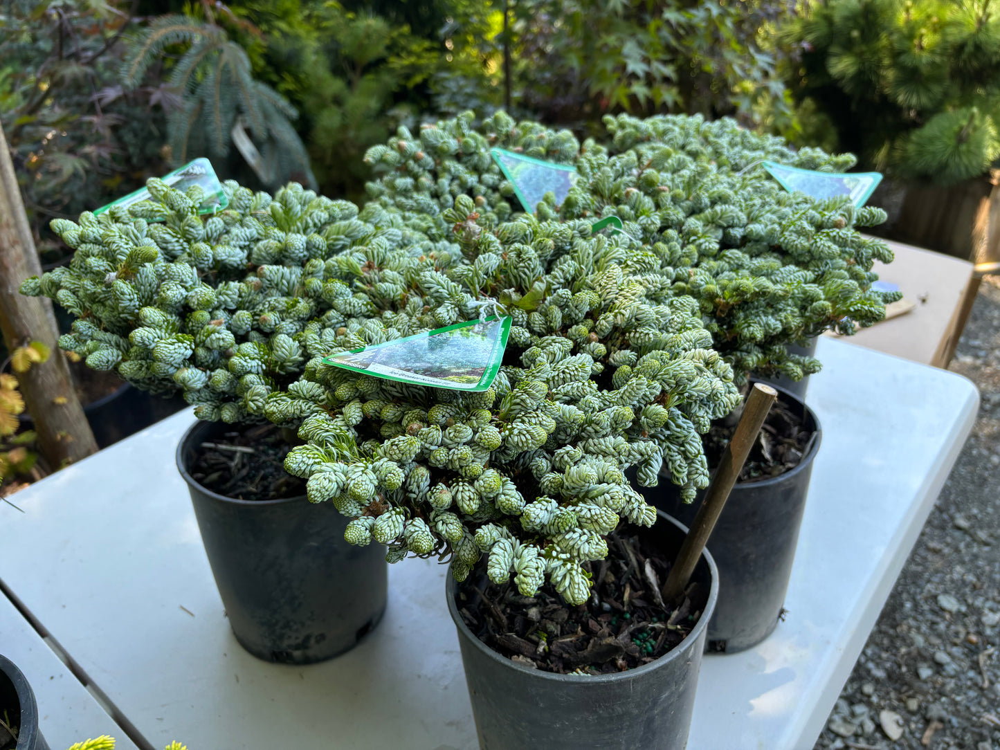 Abies koreana ‘Kohout’s Ice Breaker’