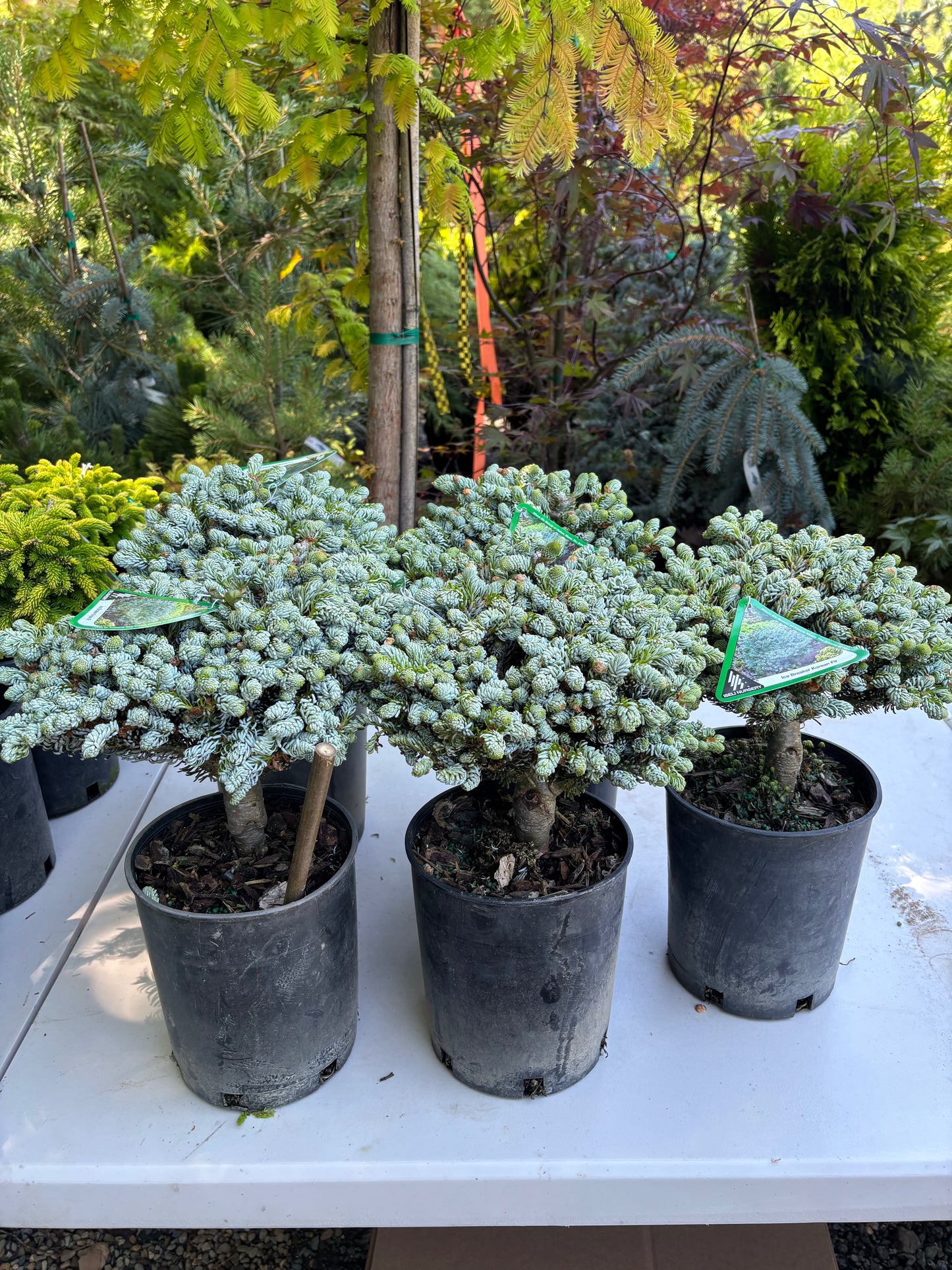 Abies koreana ‘Kohout’s Ice Breaker’