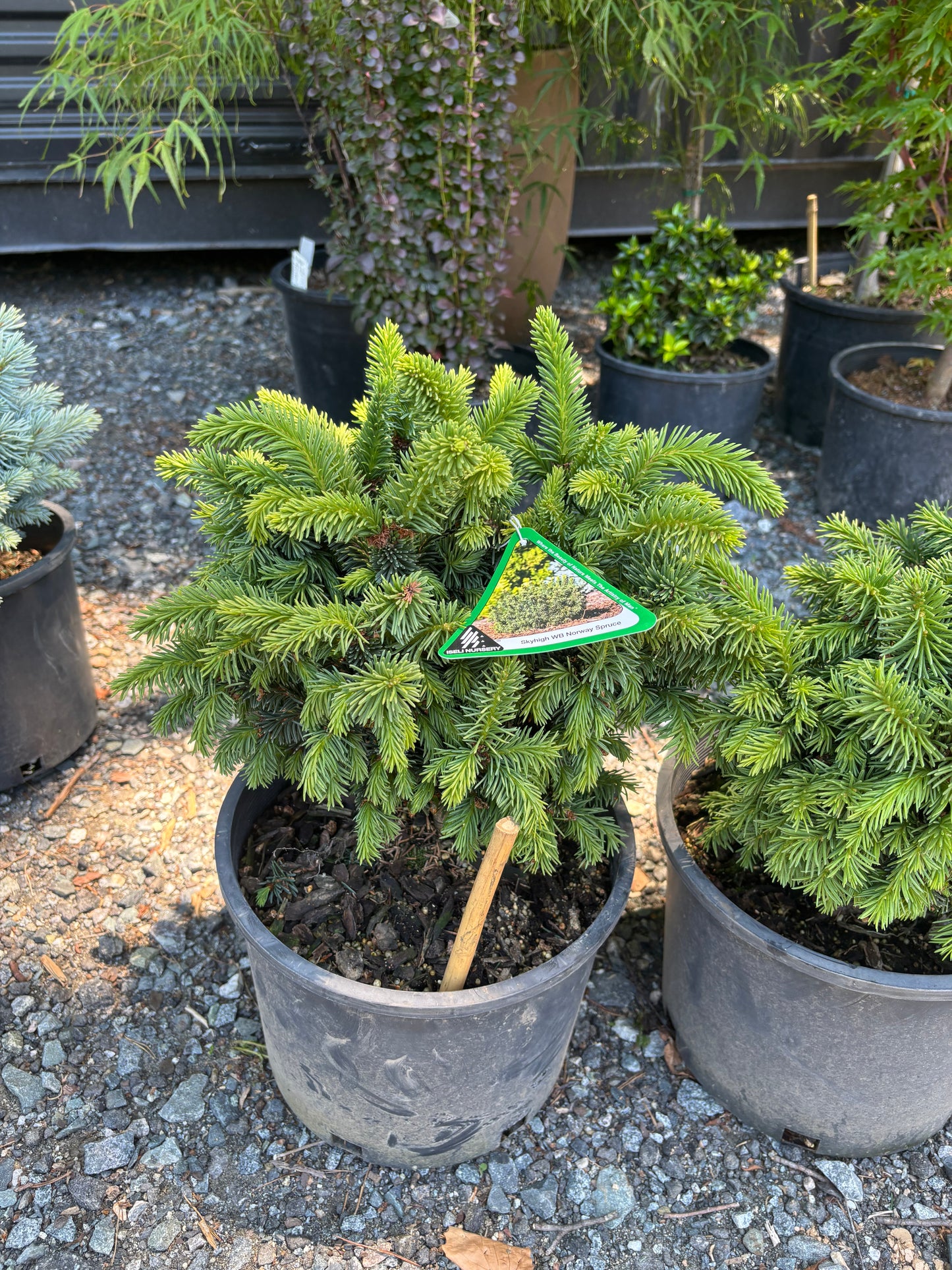 Picea abies ‘Skyhigh WB’