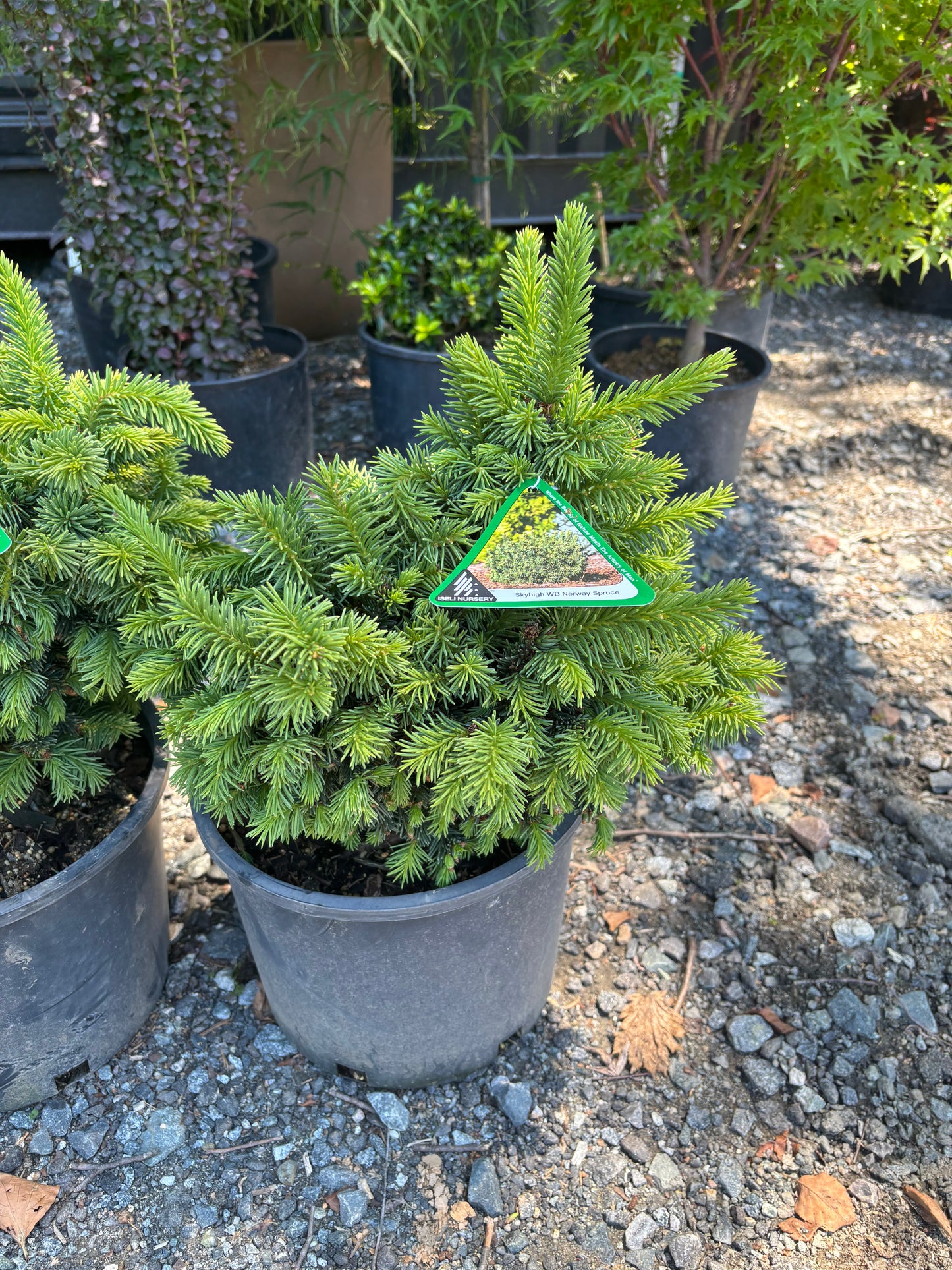 Picea abies ‘Skyhigh WB’
