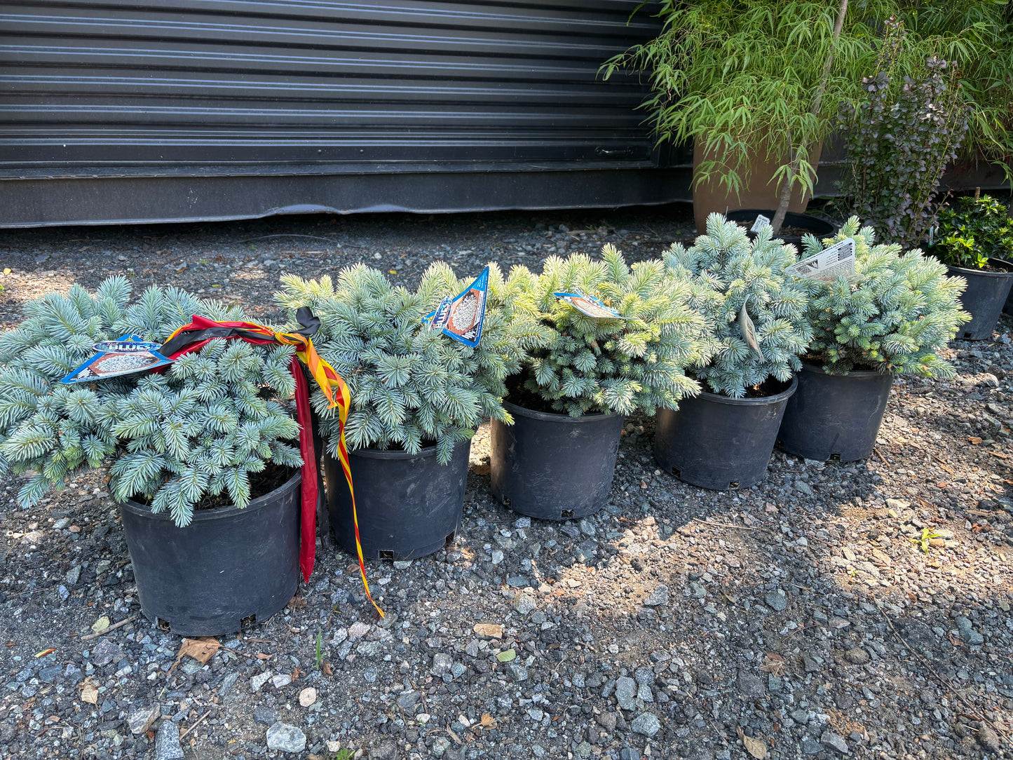 Picea pungens ‘Moonstone’ Dwarf Colorado Blue Spruce