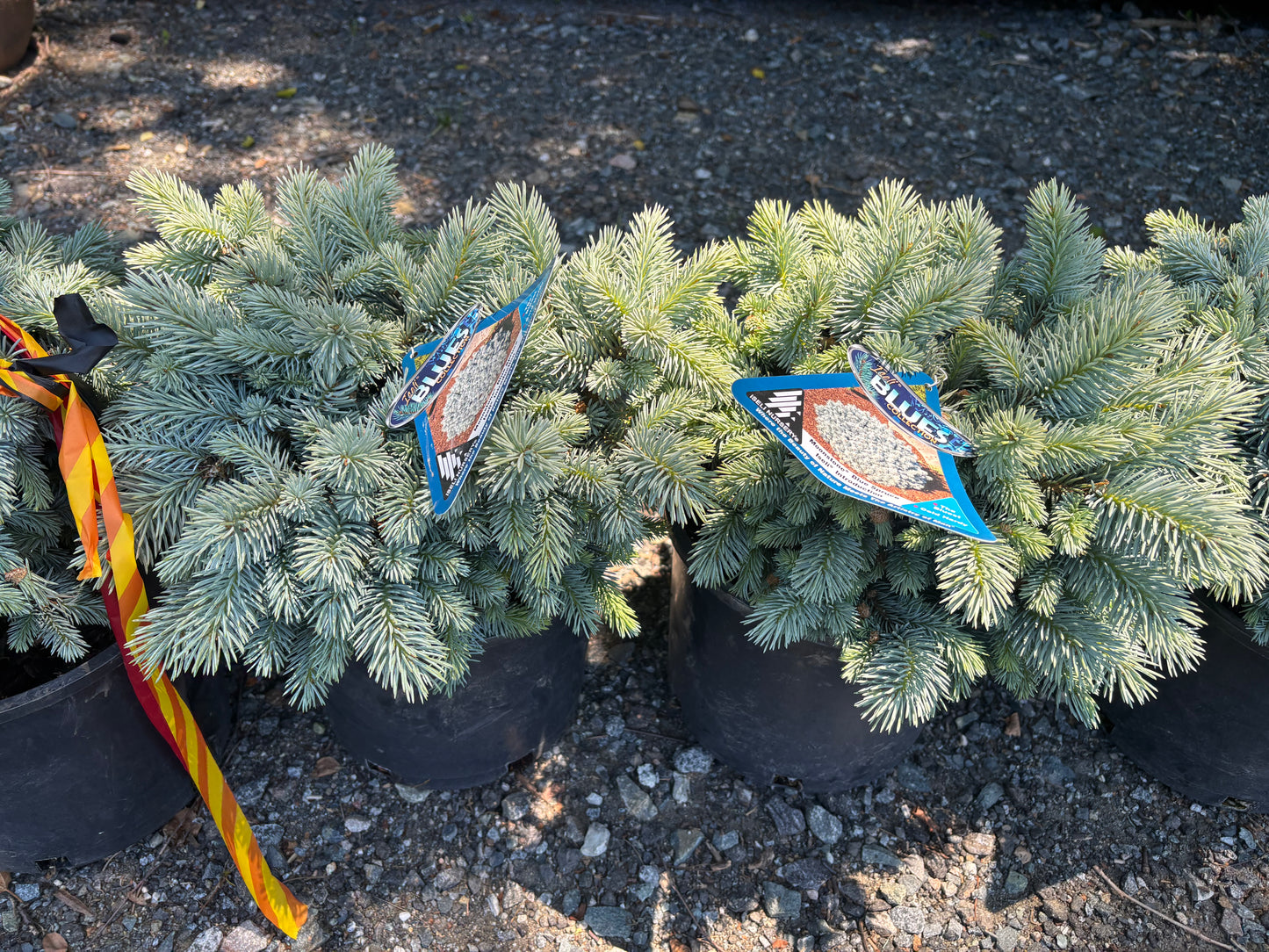 Picea pungens ‘Moonstone’ Dwarf Colorado Blue Spruce