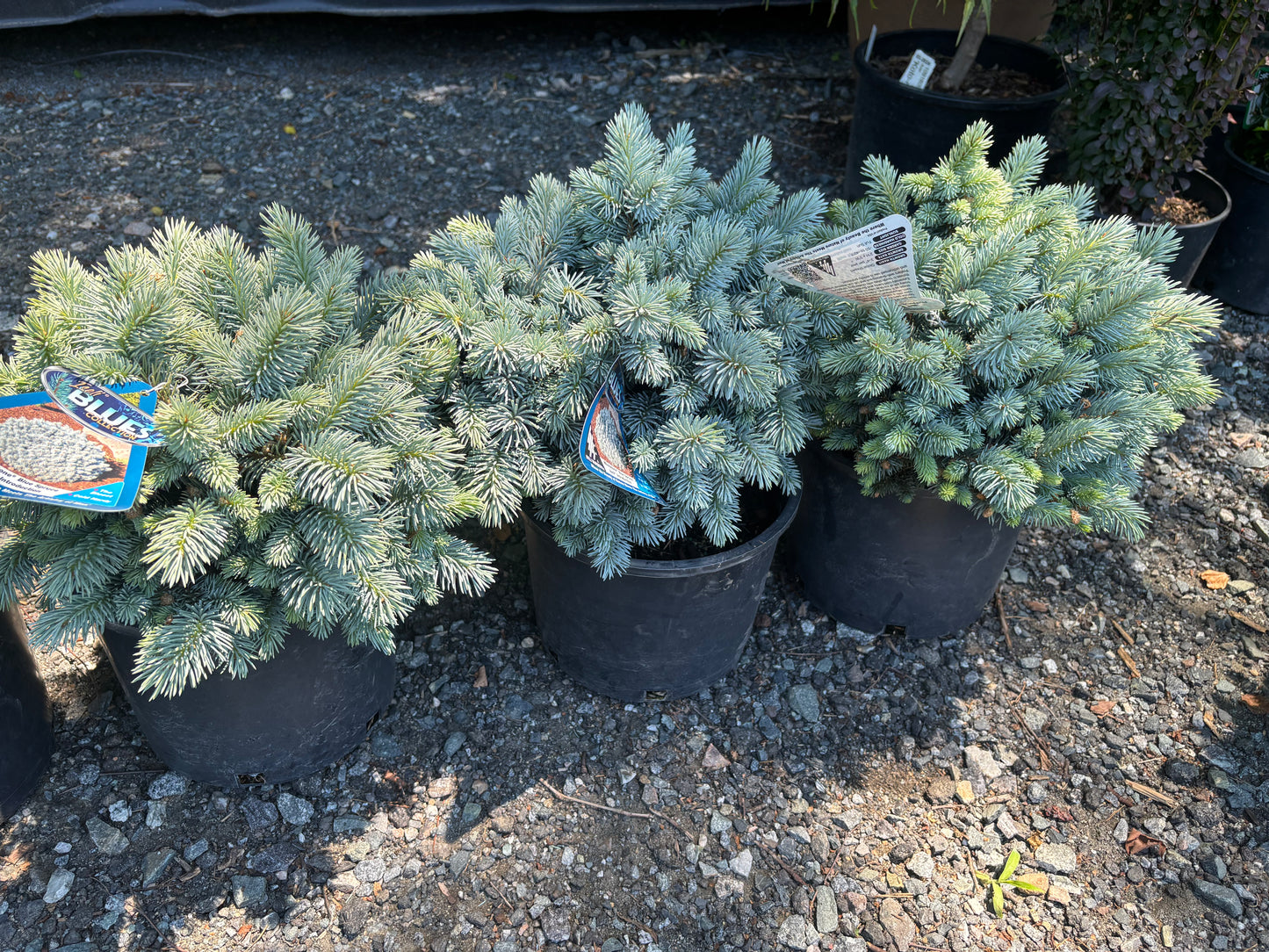 Picea pungens ‘Moonstone’ Dwarf Colorado Blue Spruce