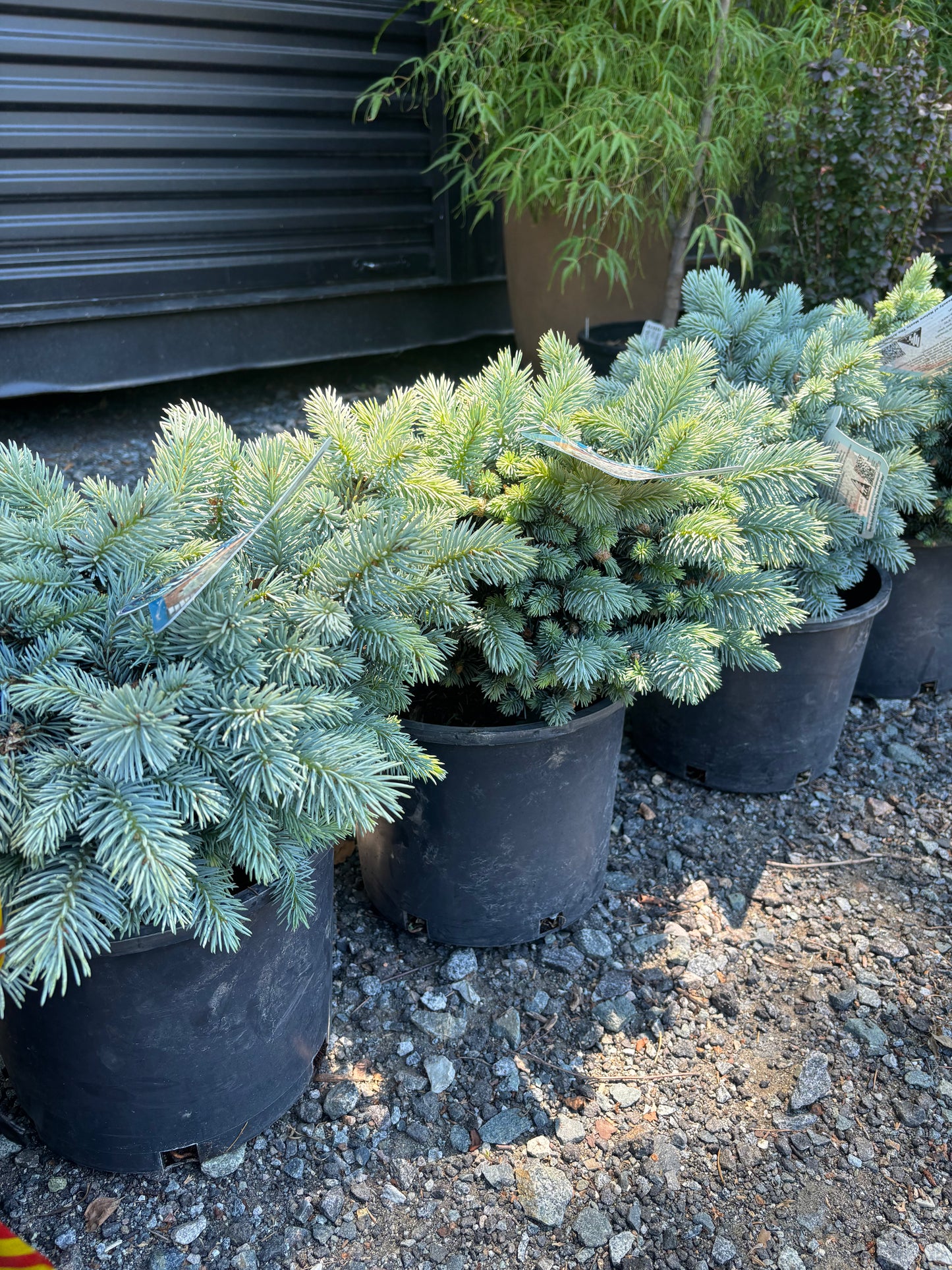 Picea pungens ‘Moonstone’ Dwarf Colorado Blue Spruce