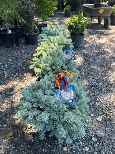 Picea pungens ‘Moonstone’ Dwarf Colorado Blue Spruce
