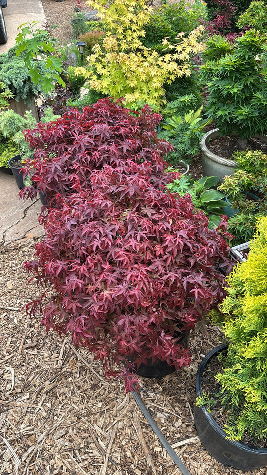 Acer palmatum 'Rhode Island Red'