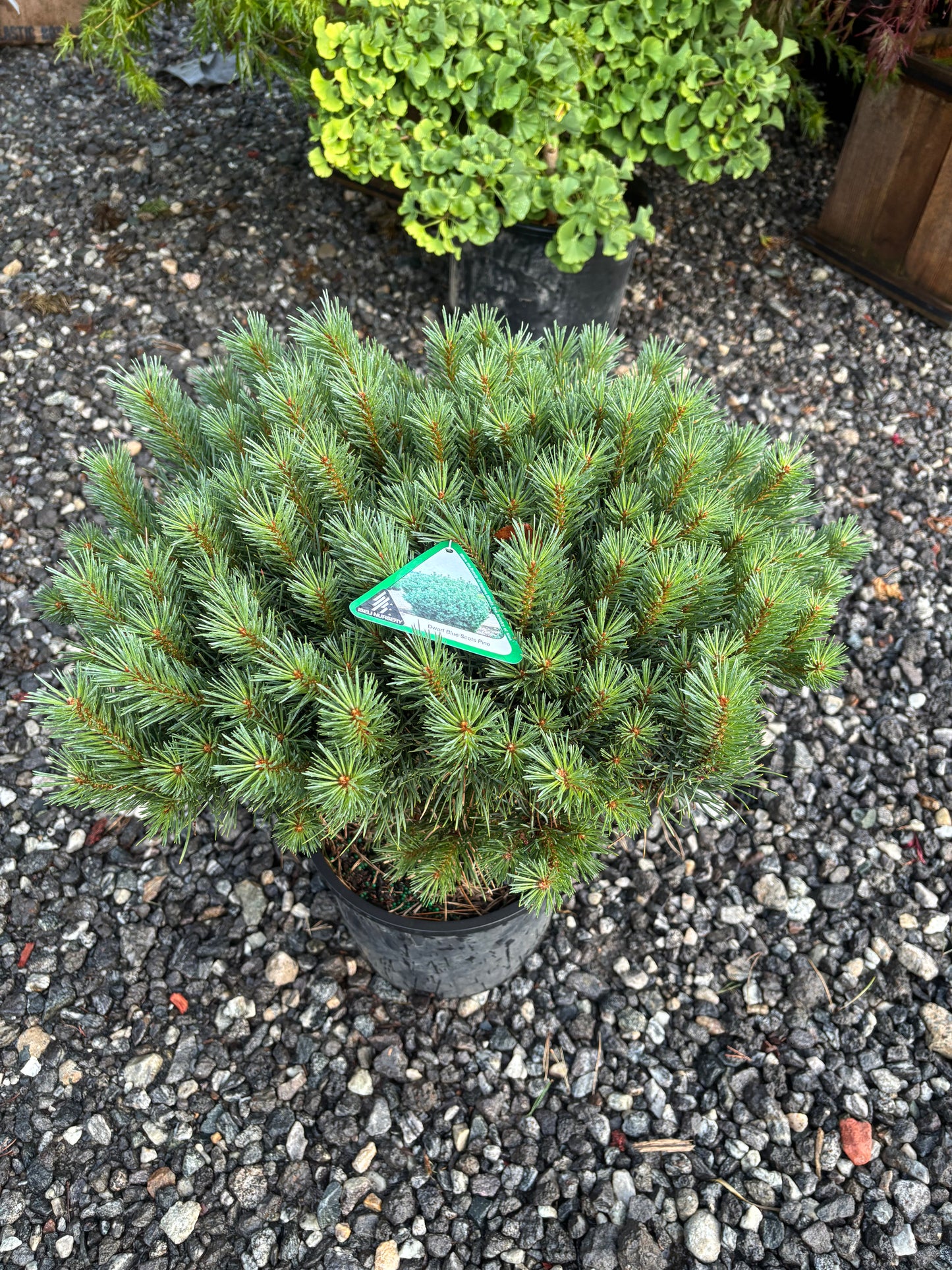 Pinus sylvestris ‘Glauca Nana’ Dwarf Blue Scots Pine