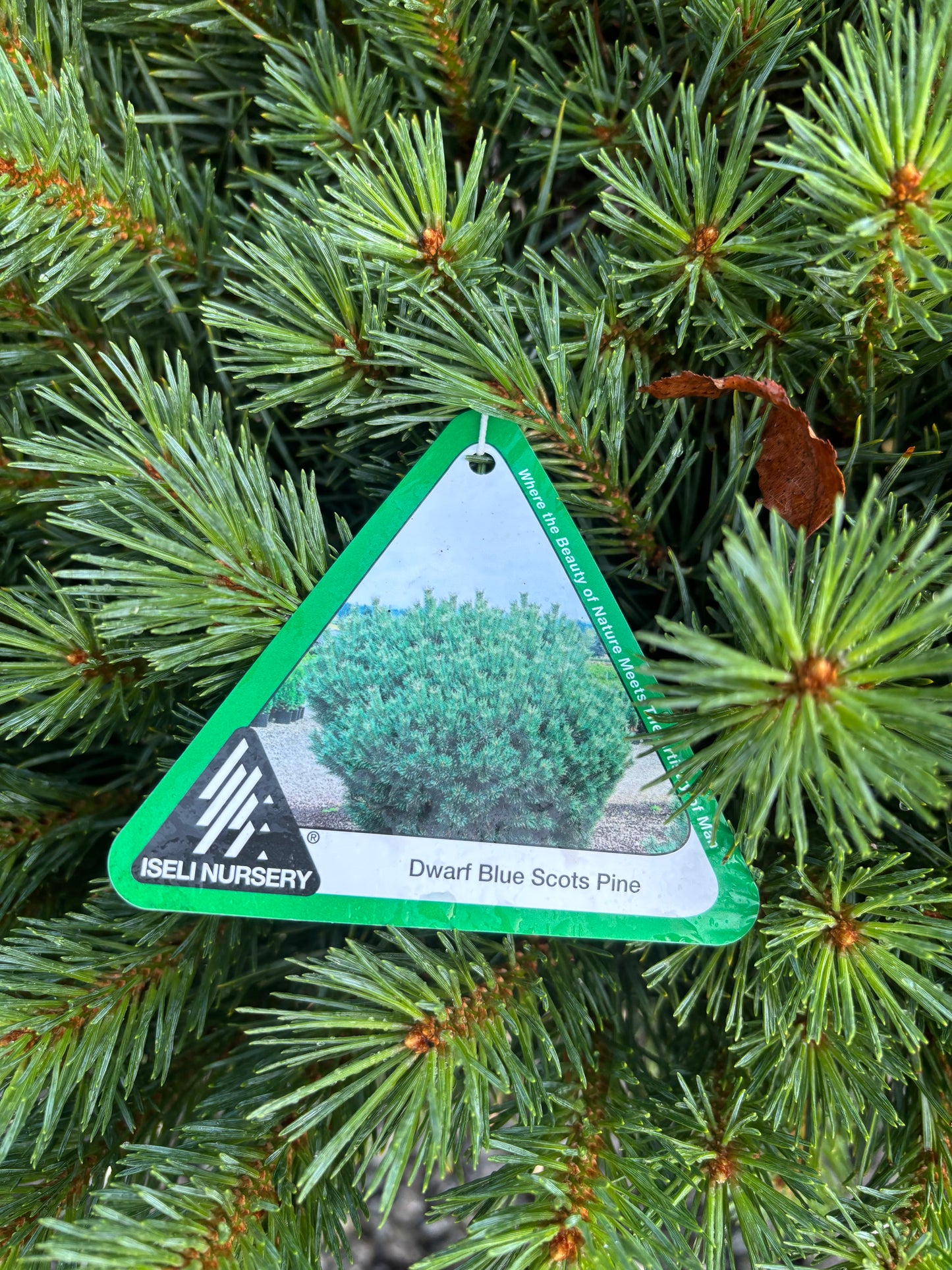 Pinus sylvestris ‘Glauca Nana’ Dwarf Blue Scots Pine