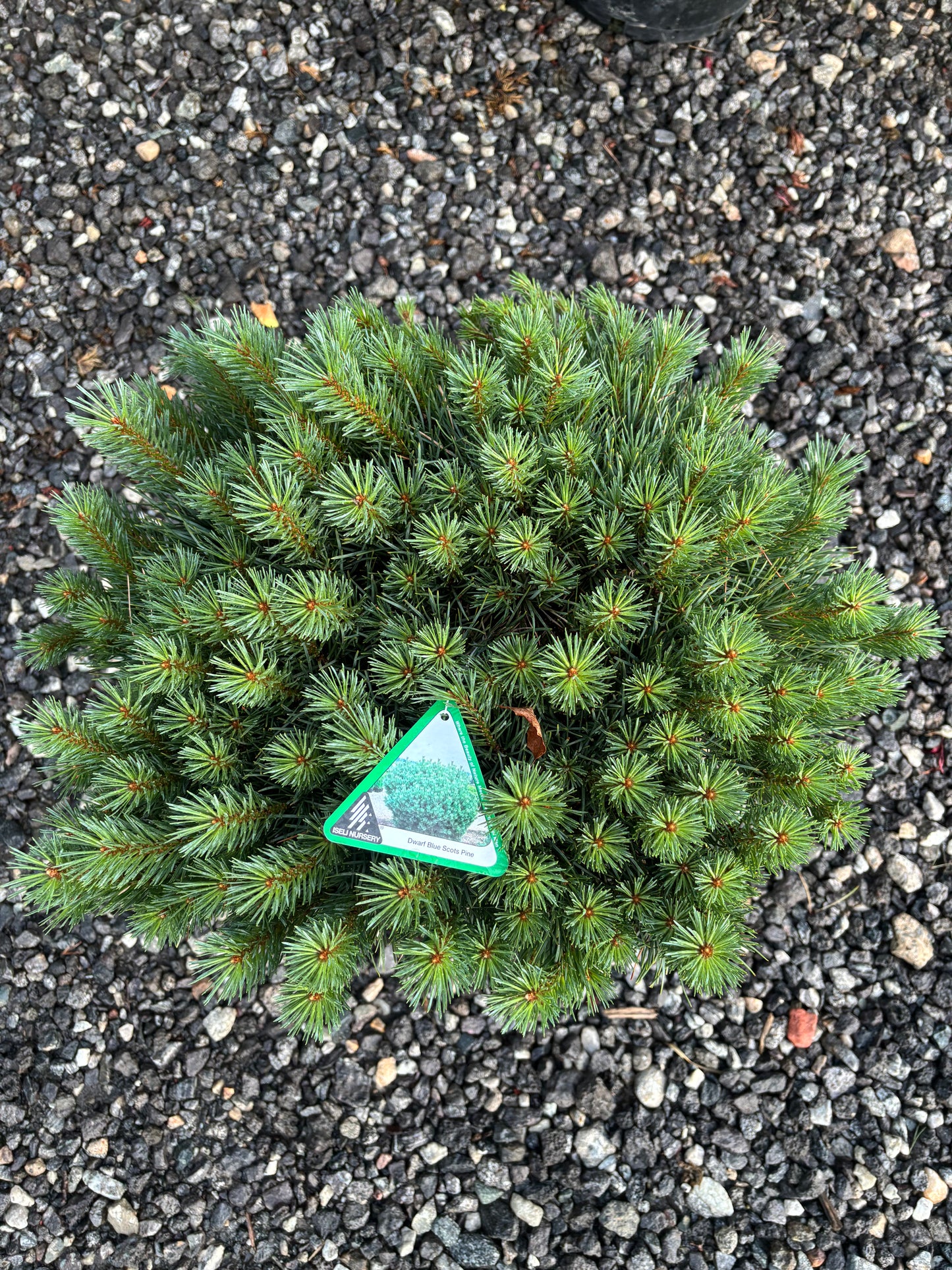 Pinus sylvestris ‘Glauca Nana’ Dwarf Blue Scots Pine
