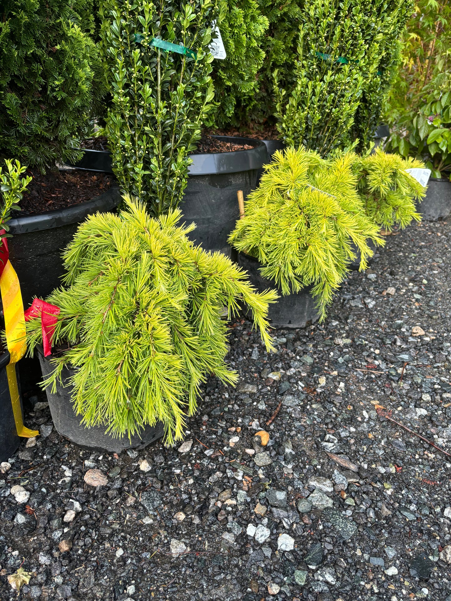 Cedrus deodara ‘Gold Cascade’