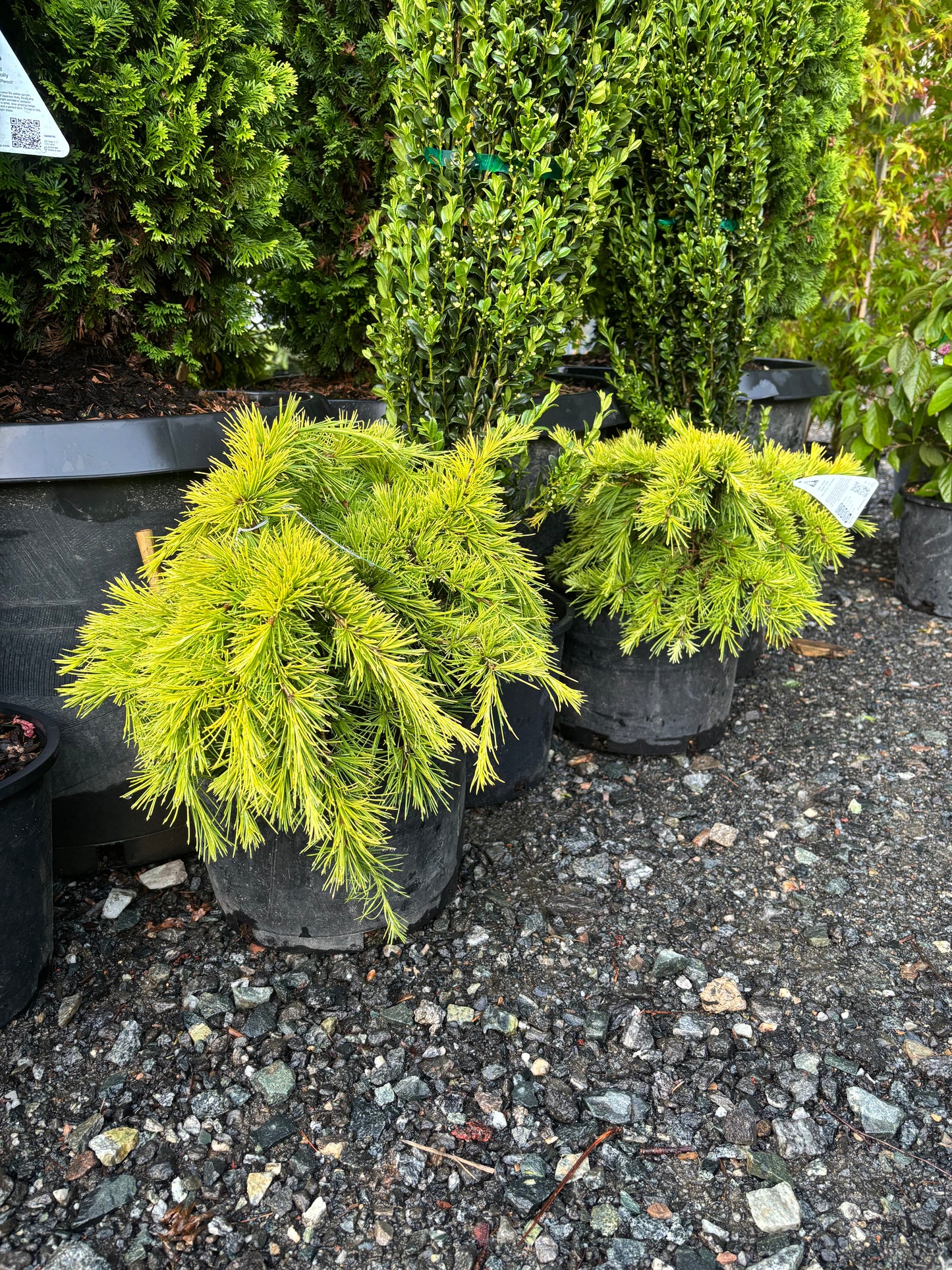 Cedrus deodara ‘Gold Cascade’