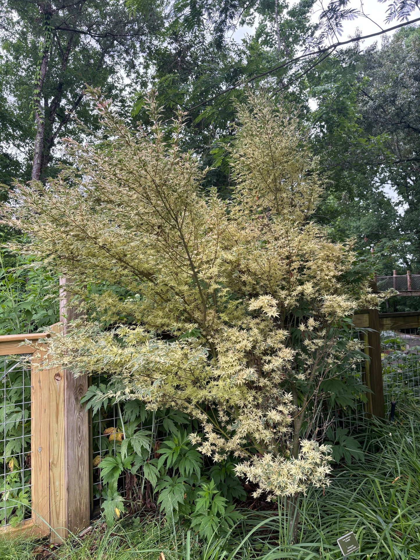 Acer palmatum 'Butterfly'