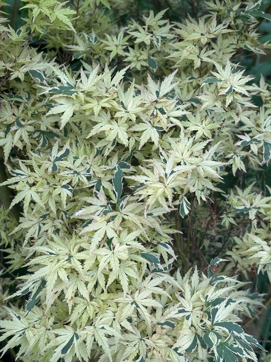 Acer palmatum 'Butterfly'