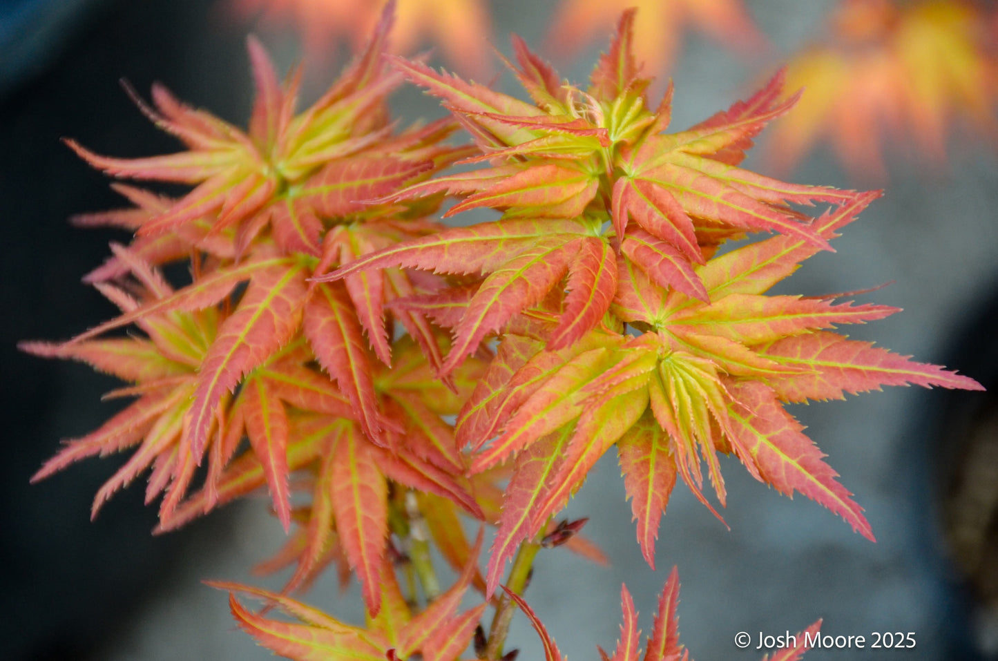 Acer palmatum 'Japanese Princess'