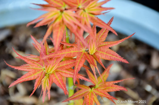 Acer palmatum 'Japanese Princess'