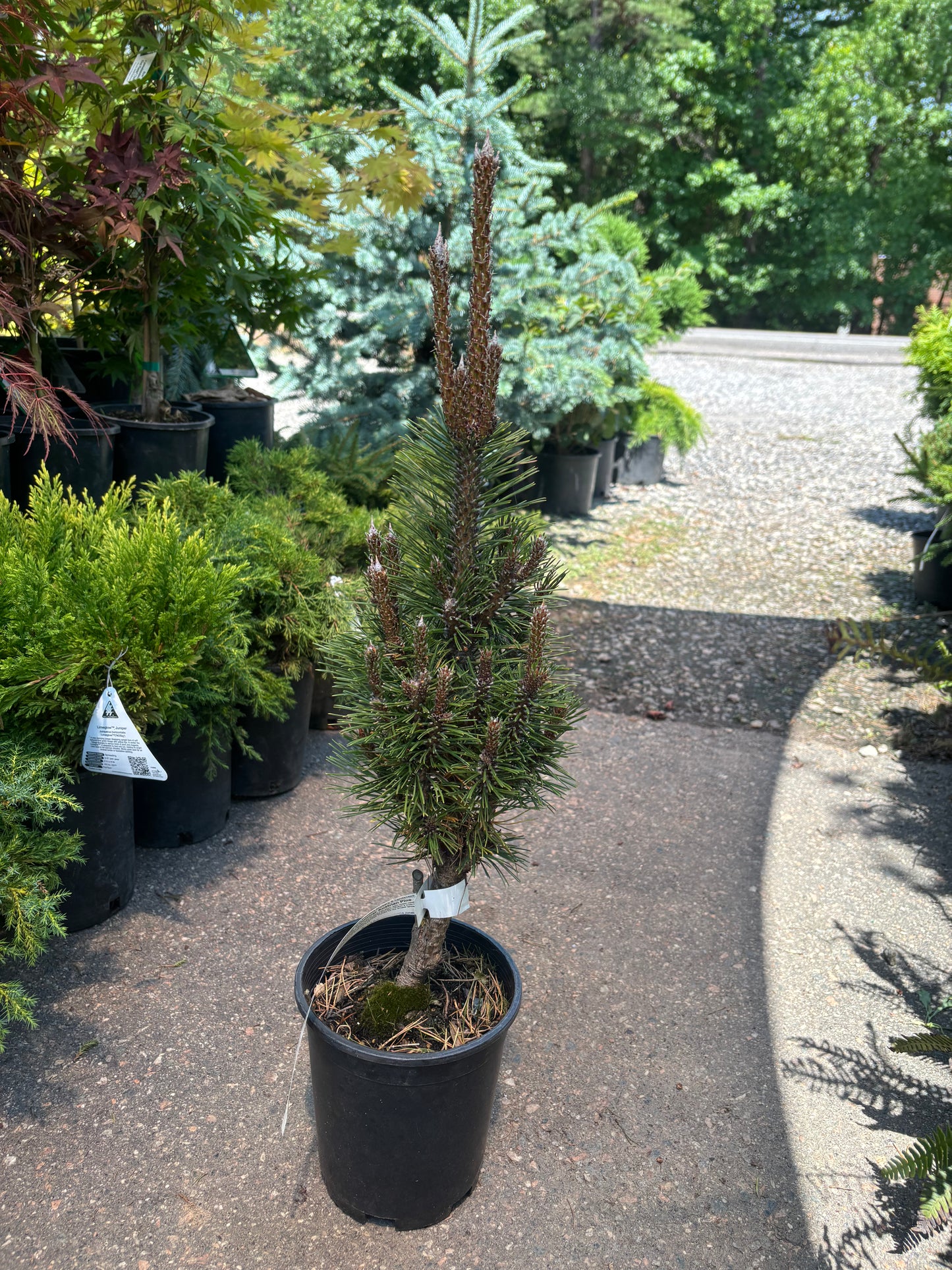 Pinus nigra ‘Frank’