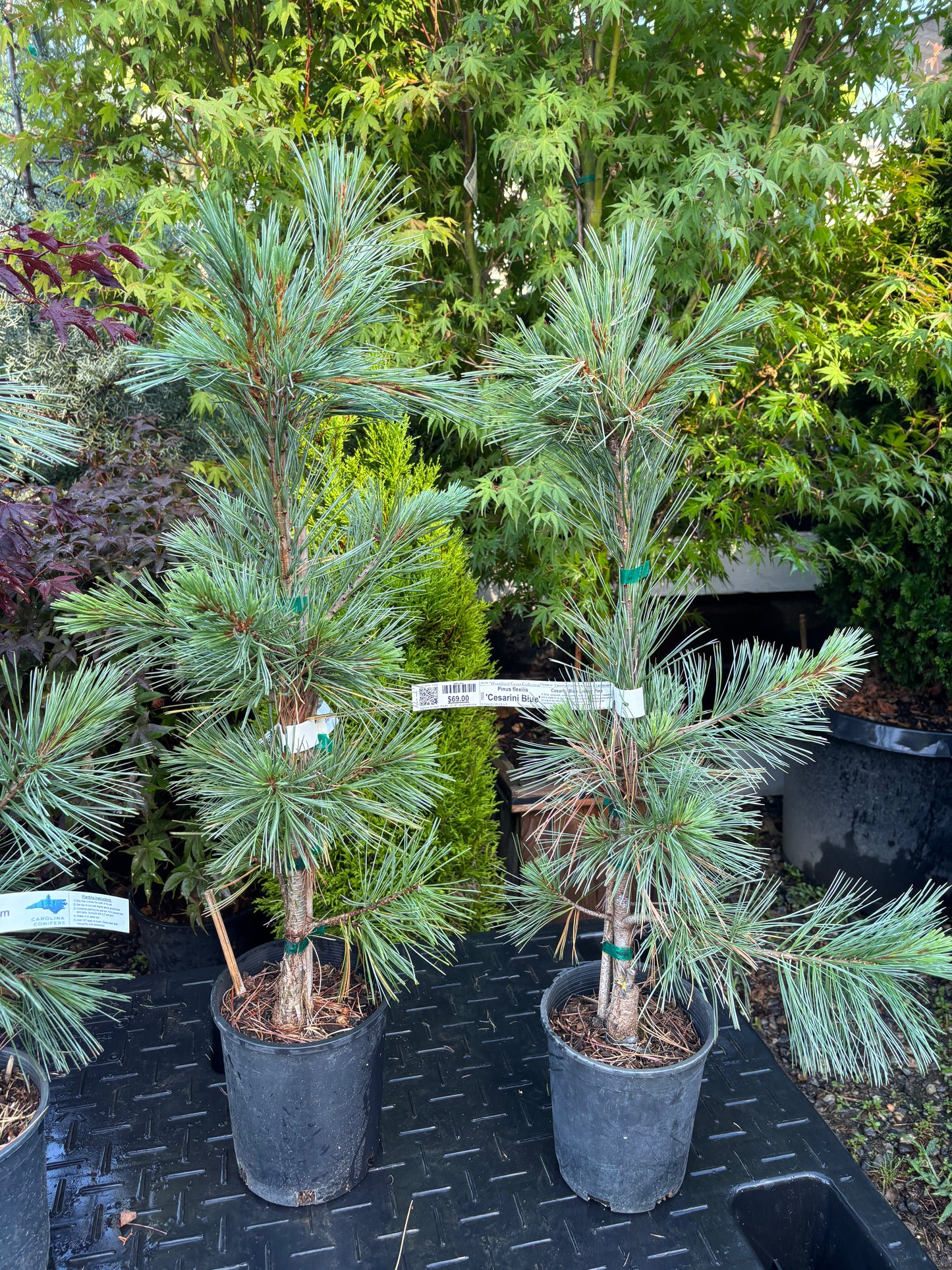 Pinus flexilis ‘Cesarini Blue’ (Limber Pine)