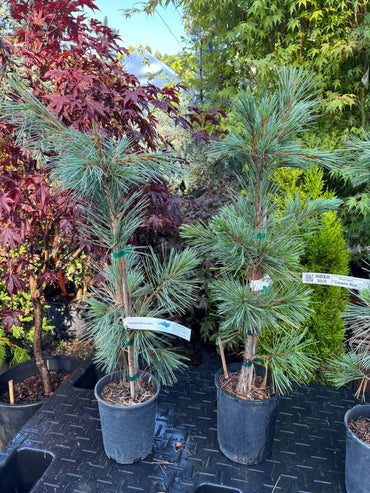 Pinus flexilis ‘Cesarini Blue’ (Limber Pine)
