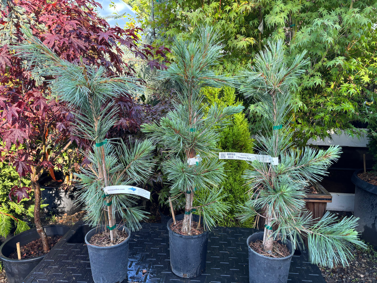 Pinus flexilis ‘Cesarini Blue’ (Limber Pine)