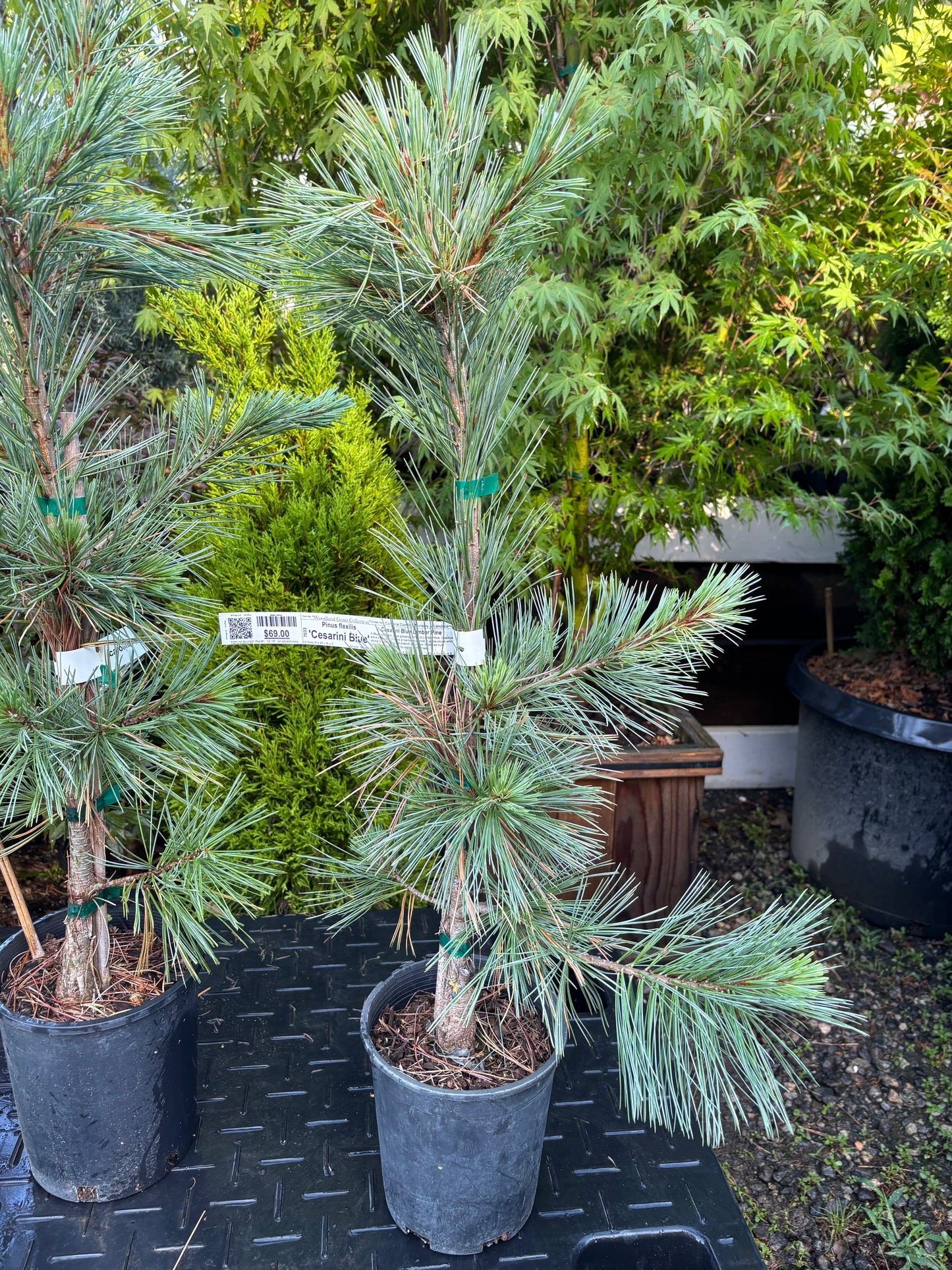 Pinus flexilis ‘Cesarini Blue’ (Limber Pine)
