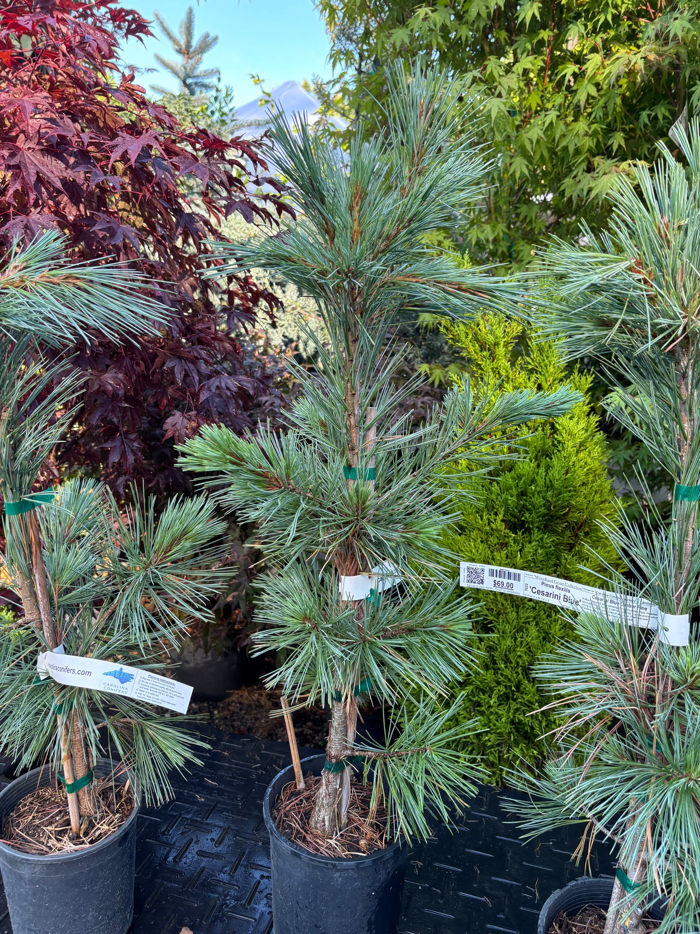 Pinus flexilis ‘Cesarini Blue’ (Limber Pine)