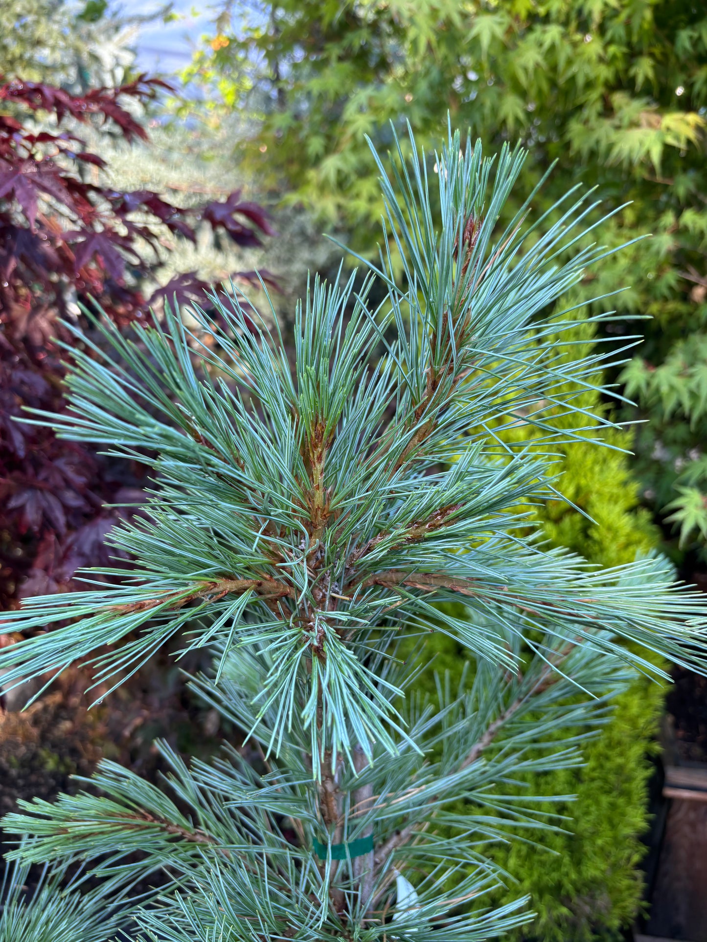 Pinus flexilis ‘Cesarini Blue’ (Limber Pine)