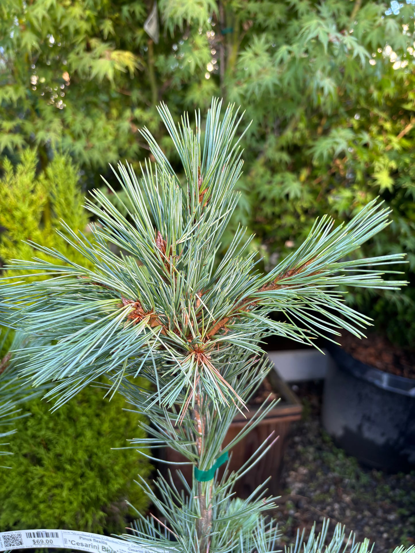 Pinus flexilis ‘Cesarini Blue’ (Limber Pine)