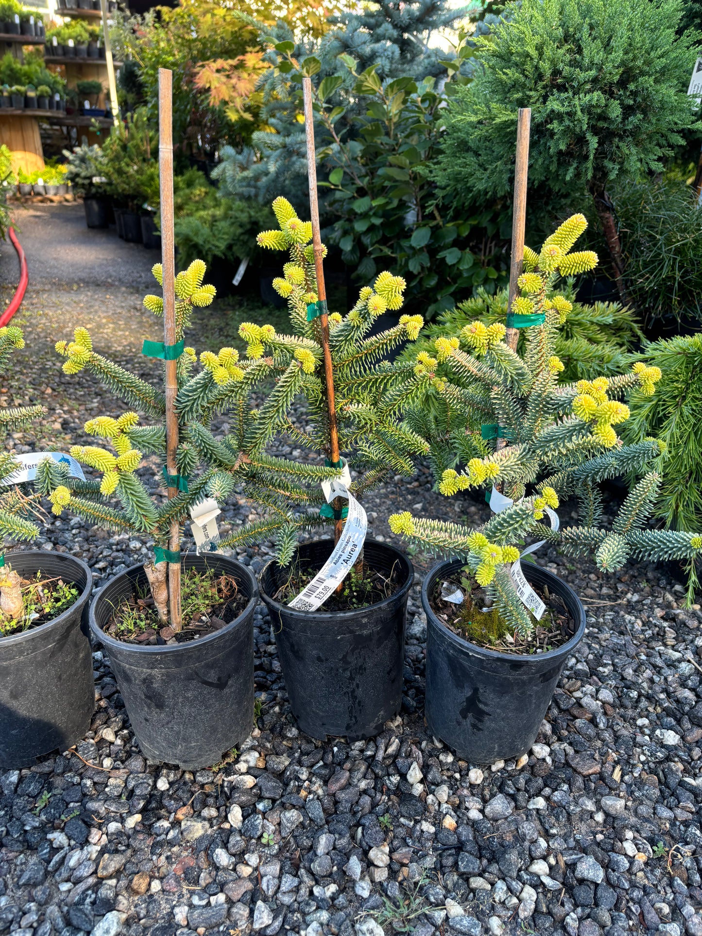 Abies pinsapo ‘Aurea’ Golden Spanish Fir