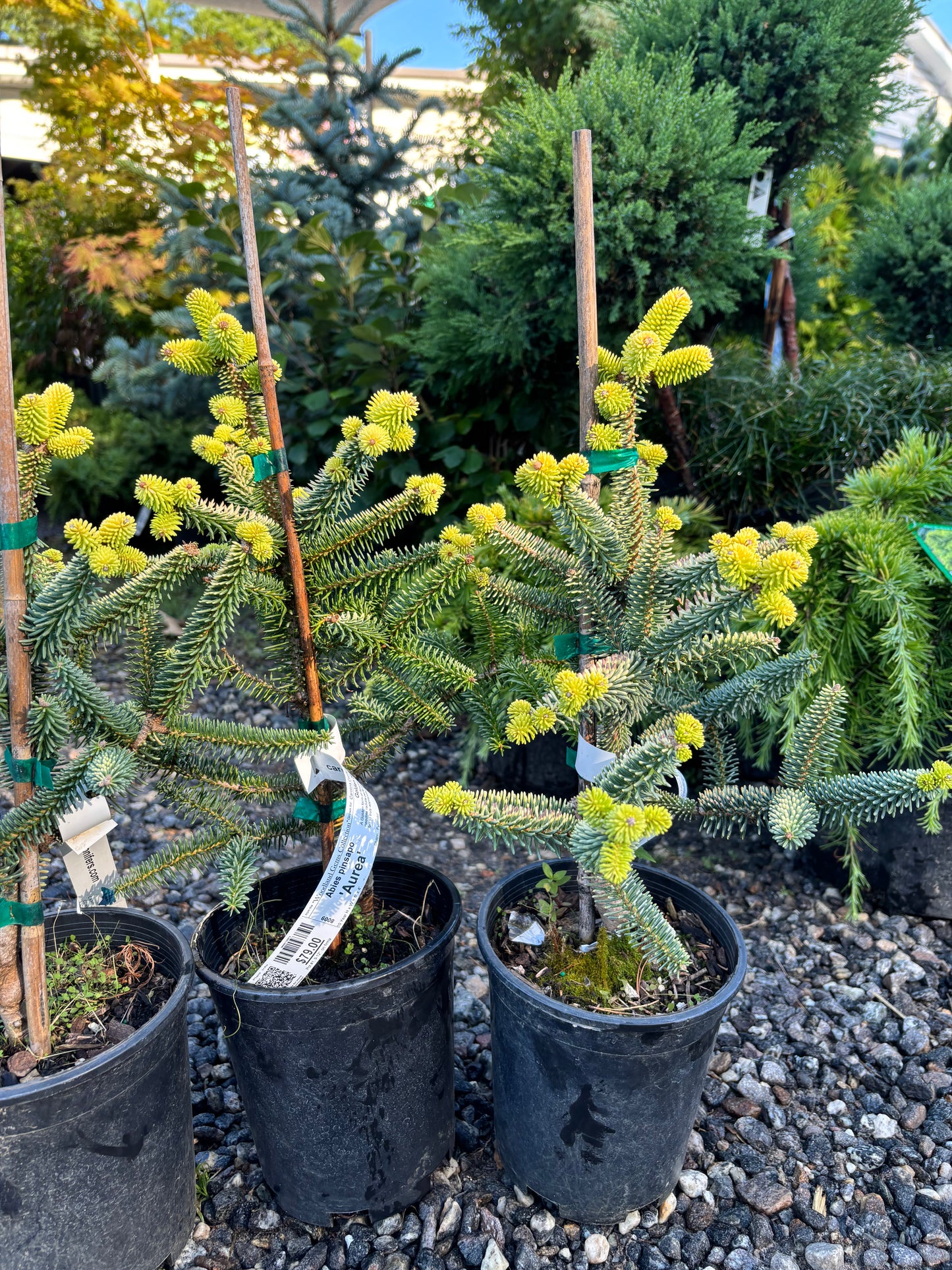 Abies pinsapo ‘Aurea’ Golden Spanish Fir