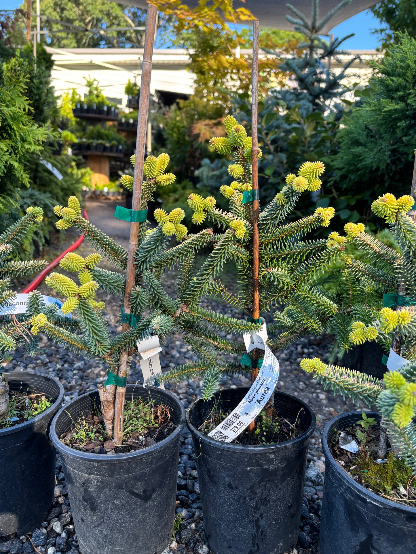 Abies pinsapo ‘Aurea’ Golden Spanish Fir