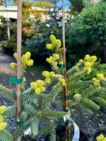 Abies pinsapo ‘Aurea’ Golden Spanish Fir