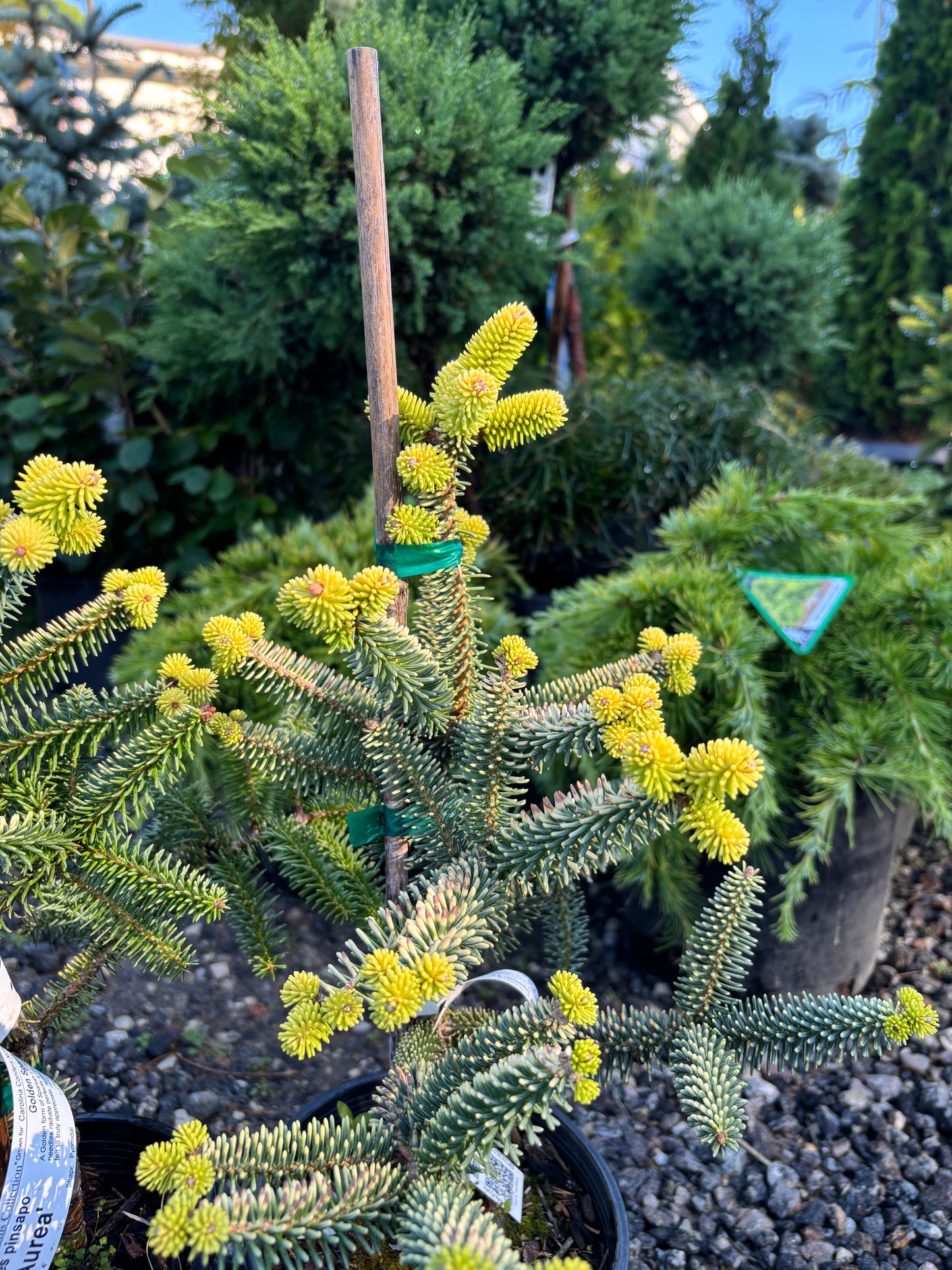 Abies pinsapo ‘Aurea’ Golden Spanish Fir