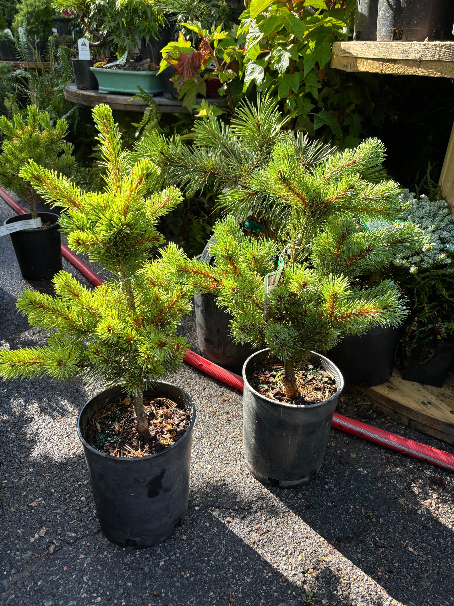 Pinus parviflora ‘Catherine Elizabeth’