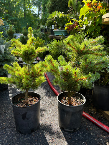 Pinus parviflora ‘Catherine Elizabeth’