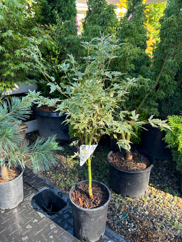 Acer palmatum 'Butterfly'