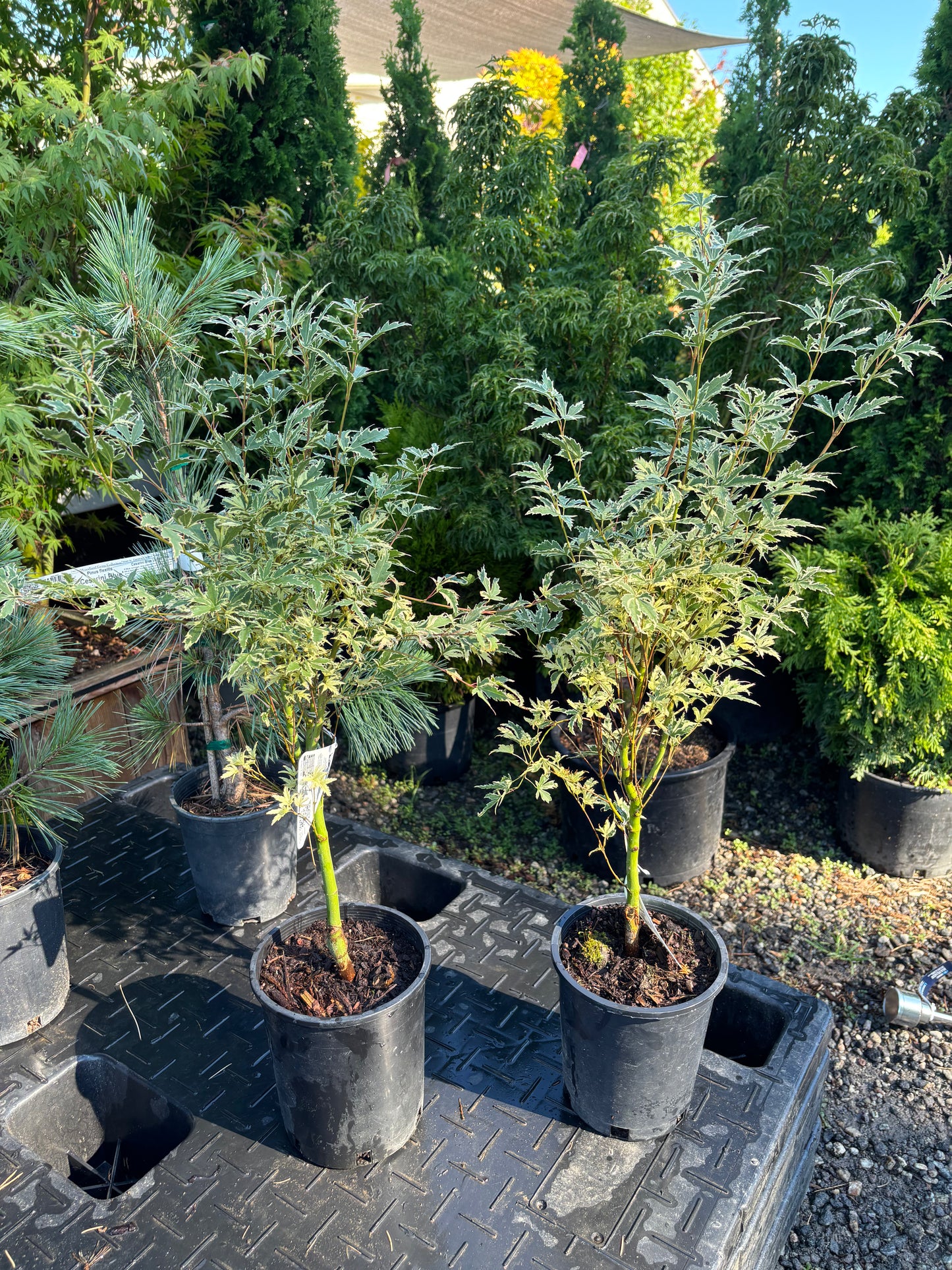 Acer palmatum 'Butterfly'